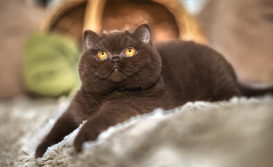 Britisch Kurzhaar Kitten in braun im Herbst , niedlich