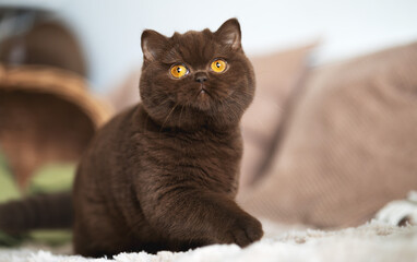 Britisch Kurzhaar Kitten in braun im Herbst , niedlich