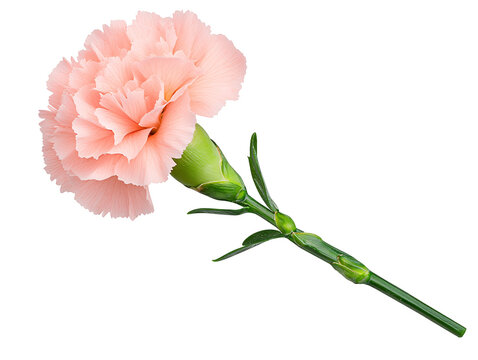a pink flower with green stem