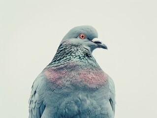 A close-up of a pigeon with a unique color palette and striking red eye.
