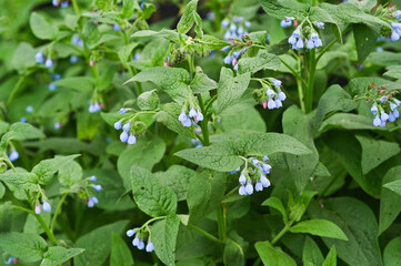 Blooming Caucasian comfrey in blue on the lawn. background