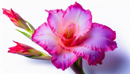 Gladiolus on white background isolated. Beautiful flower.