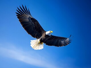 Obraz premium Majestic Eagle Soaring High in Clear Blue Sky