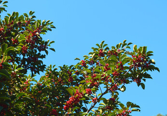 クロガネモチの花の画像