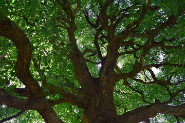 クスノキの画像