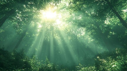 Fototapeta premium Sunlight Piercing the Forest