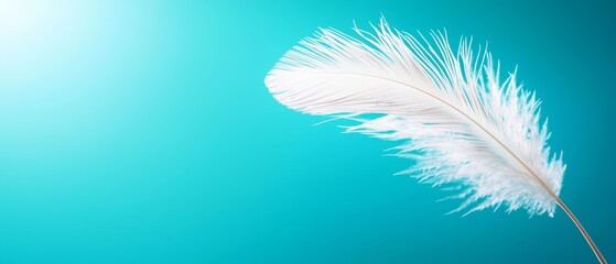 A white feather on a blue background