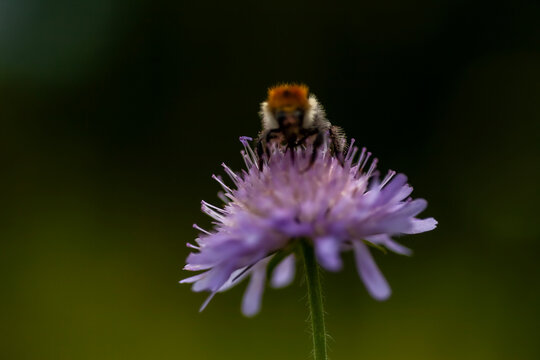 Wilde Hummel auf Ackerwitwenblume