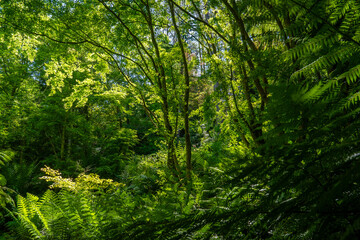Garden with lushes greenery