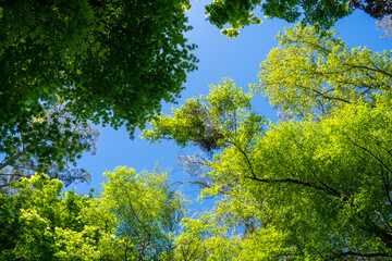 Obraz premium Sunlight shining through green leaves