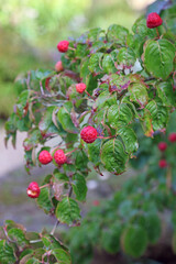 Obraz premium Closeup of Kousa fruit in Autumn, Derbyshire England 