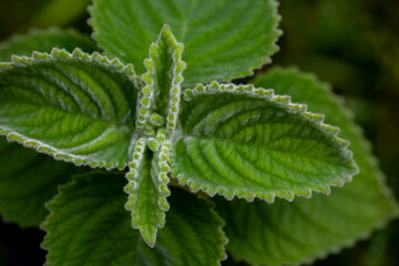 australische Zitronenblatt (Plectranthus species)