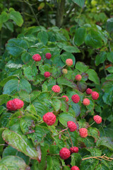 Kousa fruit in Autumn, Derbyshire England
