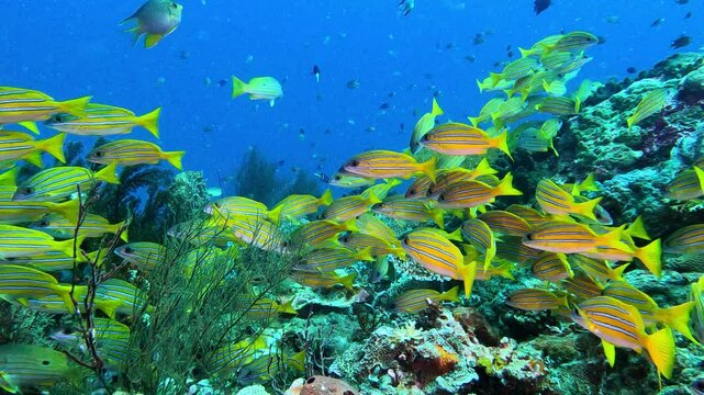 Komodo, Indonesia: Underwater footage of tropical fishes swimming along a very rich coral reef during a scuba diving in the Sebayur Kecil dive site in the Komodo park near Labuan Bajo in Flores