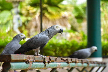 The grey parrot (Psittacus erithacus), also known as the Congo grey parrot or African grey parrot, parrot with green background sitting on the branch