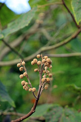 Macro image of Foxglove Tree fruit, Derbyshire England
