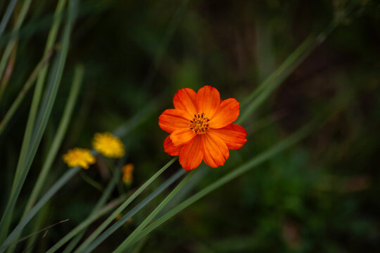 Cosmea in der Wiese