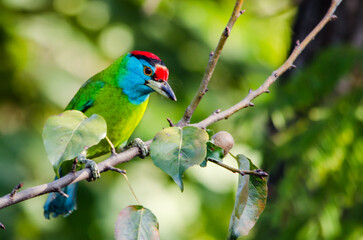 Blue-throated Barbet - Margalla Hills, Islamabad