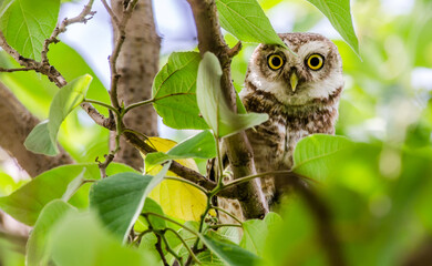 Owl hiding in the tree - Cute Spotted Owlet hiding behind leaves.
