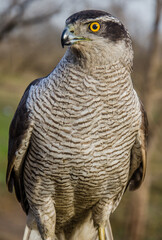 Adult female of Northern goshawk, Accipiter gentilis - Eurasian Sparrow Hawk
