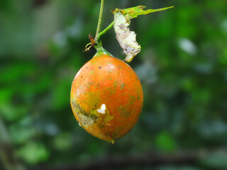 Close-up of a ripe Trichosanthes fruit hanging from a vine, with a dewy surface and blurred green background.