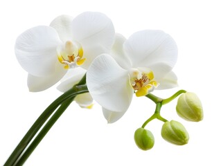 white orchid  on white background