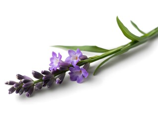 Fototapeta premium flowers on white background