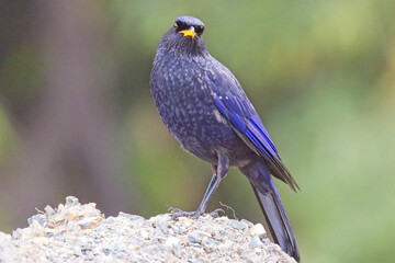 Blue Whistling Thrush (Myophonus caeruleus), standing very close, Uttarakhand, India.