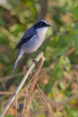Grey Bushchat (Saxicola ferrea) a perched male, Jim Corbett National Park, Uttarakhand, India.