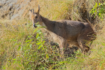 Himalayan Goral (Naemorhedus goral)( or Gray Goral) close on a hillside, Himalayan foothills of Uttarakhand, India.