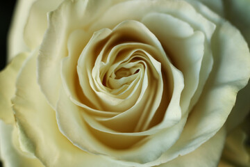 White rose close up. Macro shot. Shallow depth of field.