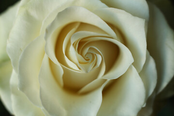 White rose close up. Macro shot. Shallow depth of field.
