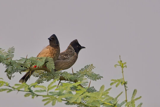 Red-vented Bulbuls (Pycnonotus cafer) in an acacia tree, Sultanpur National Park, Dehli, India.