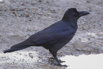 Large-billed Crow (Corvus macrorhynchos), on the ground at a puddle, Uttarakhand, India.