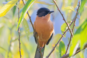 Rufous Sibia (Heterophasia capistrata) perched in a tree, close, Uttarakhand, India.