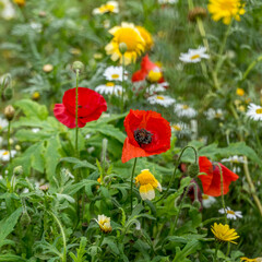 Wild poppys growing on wasteland
