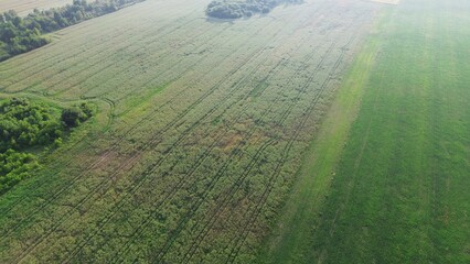 Misty morning over green forest and farmland from above