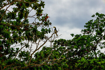 Oriental Pied Hornbill in tree canopy