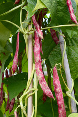 Red pods of cranberry beans hang among foliage