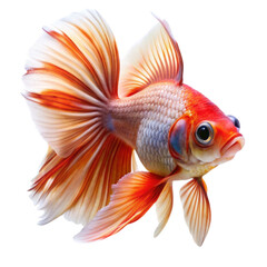 Fototapeta premium A lovely pet fish