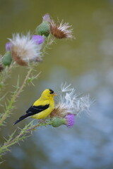 American Goldfinch