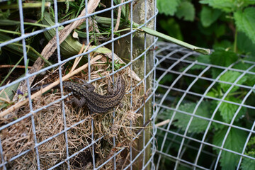 Small common lizard on a garden compost heap