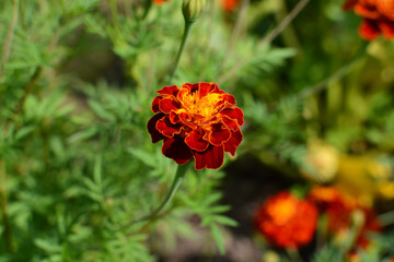 Single French marigold flower