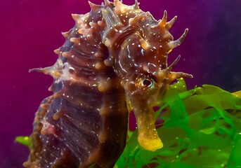 Side view of a male, Long-snouted seahorse Hippocampus hippocampus hiding among green algae near...