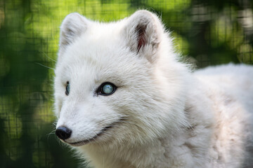 Obraz premium Portrait d'un renard polaire d'arctique