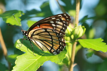 butterfly on leaf