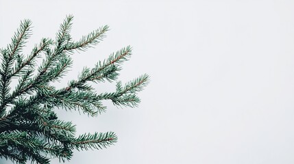 Obraz premium Isolated Fir Tree Branch on a White Background for Nature and Botanical Design, Perfect for Environmental Themes and Holiday Decorations