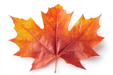 Fototapeta premium Vibrant Autumn Maple Leaf Isolated on White Background