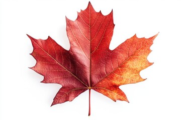 Obraz premium Vibrant Red Maple Leaf on White Background
