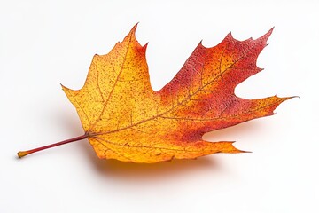 Obraz premium Vibrant Autumn Leaf on White Background